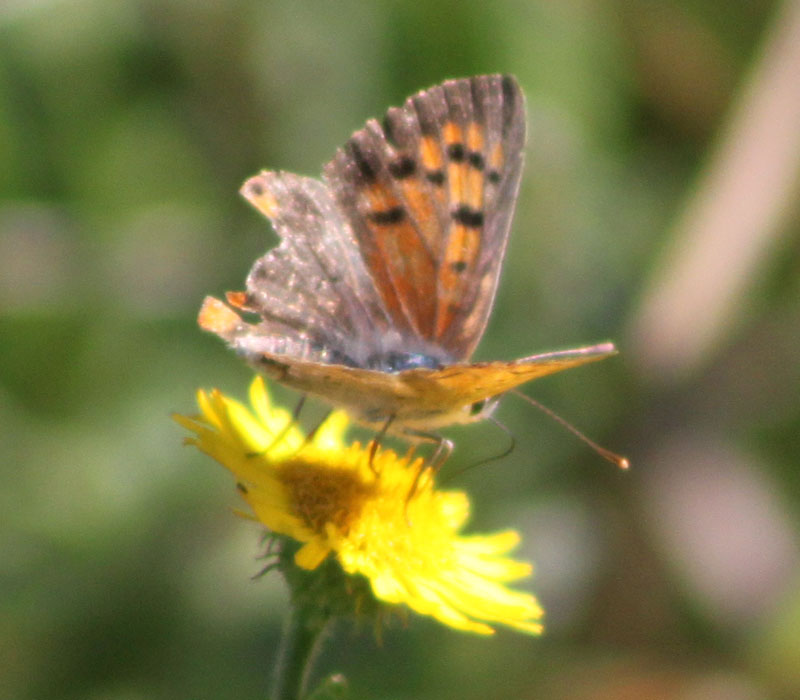 identificazione farfalla - Lycaena phlaeas